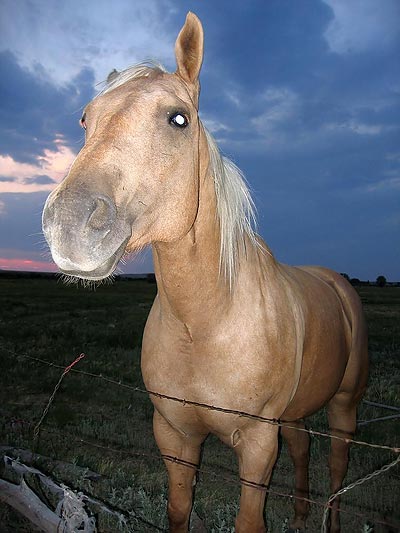 The coolest horse I've ever had the pleasure of meeting.