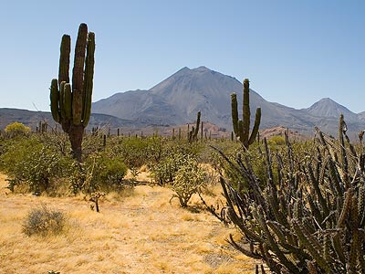 Cacti with one of the 'Tres Virgines' mountains in the background