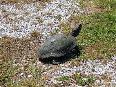 Elena thought it was a turtle statuette when she first saw it.