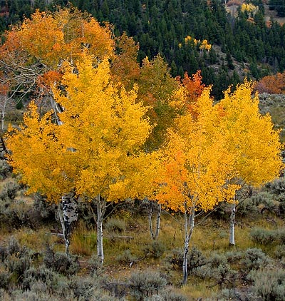 Trees so intensely yellow, they almost look fake.