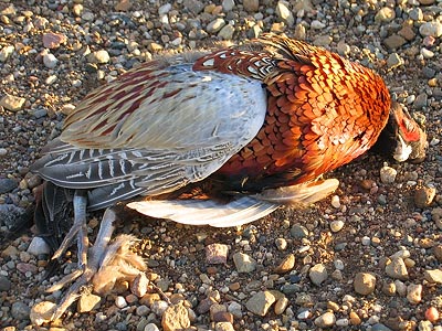 The most beautiful bird in the world?