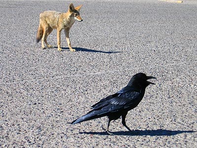 I've seen plenty of ravens scavenging, but this is the first time I've seen a coyote so close to humans.